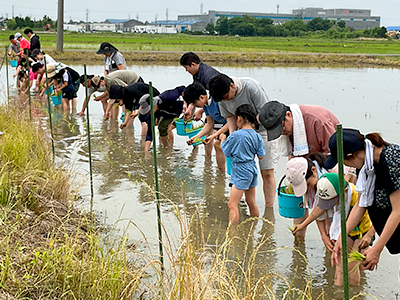 田植え